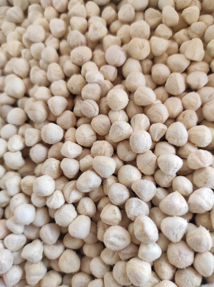  MORINGA kernal exporters from india