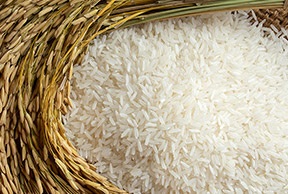 IR64 Rice