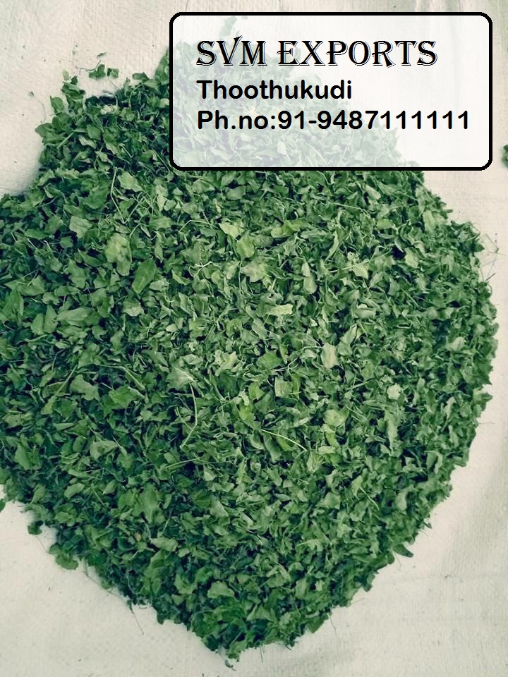 Moringa DRIED LEAFES