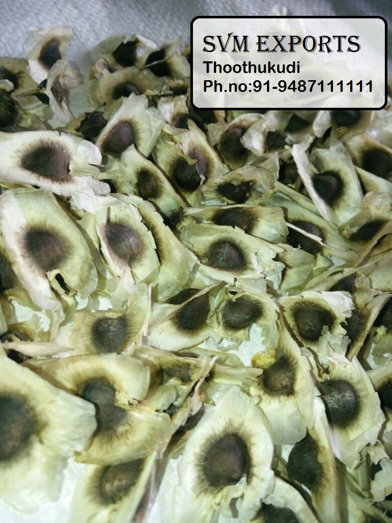 Moringa seed for plantation 