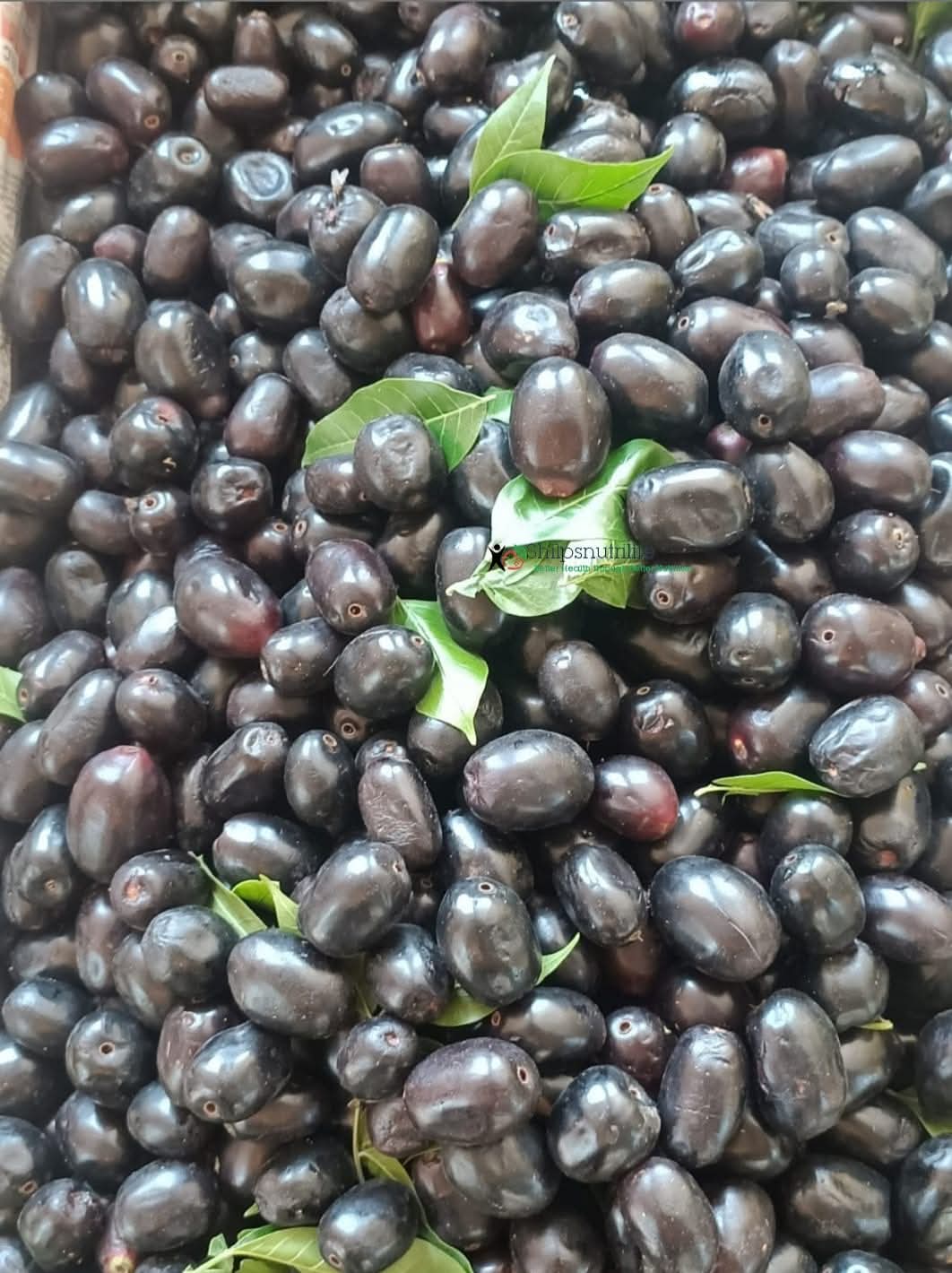 Fresh Jamun