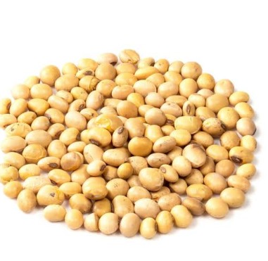 Soyabean Seed