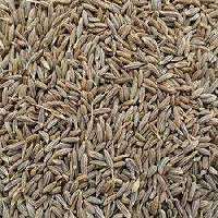 Cumin Seeds
