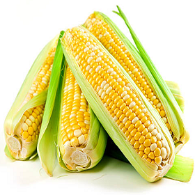 Maize 