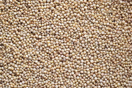Sorghum Millet