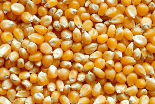 Yellow Maize
