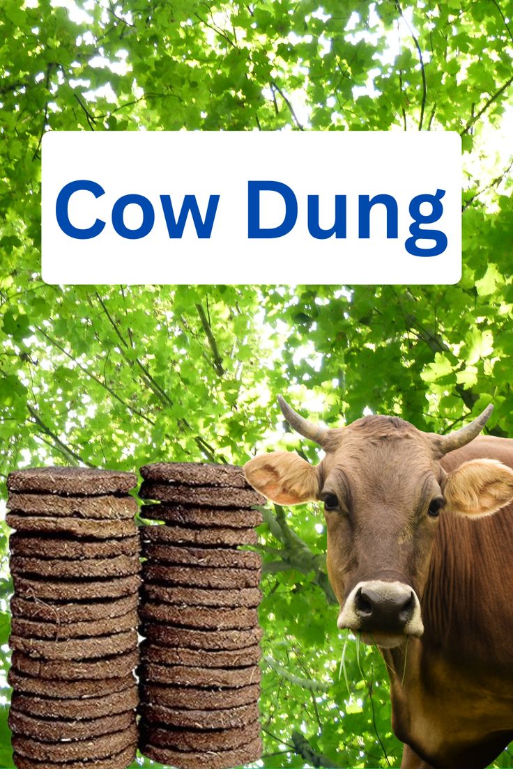 Cow Dung 
