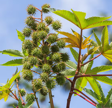 Castor Oil Plant