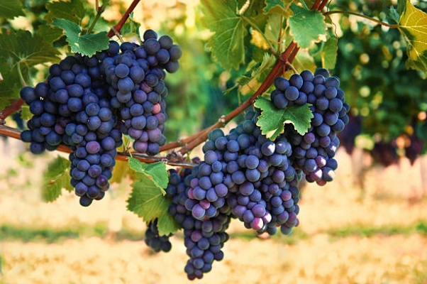 Fresh Grapes