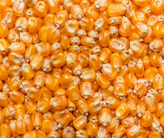 MAIZE SEEDS