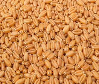 WHEAT SEEDS