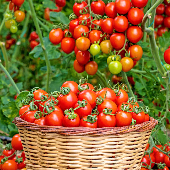 Tomato