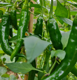 Green chilli