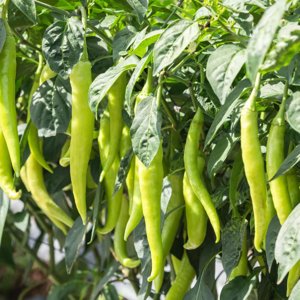 Green chilli