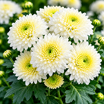 Quin Flower