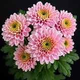 Letsgo Pink Flower