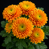 Lion King Flower