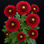 Purpeta Red Flower