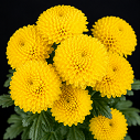 Easy Gold Flower 