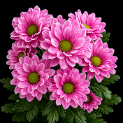 ResQ Flower 