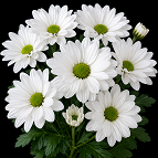 Floyd Flower 