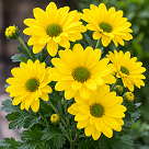 Dutch Master Flower 