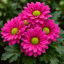 Red Bone Flower 