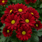 Red Bone Flower