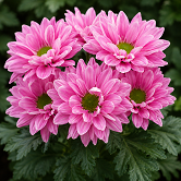 Candy Pink Flower