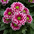 Dopia Flower 