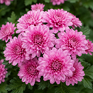 Dream Land Flower 