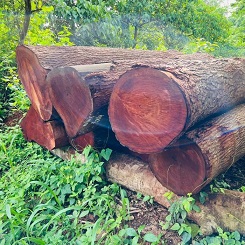 Mahogani wood