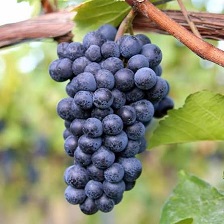 Black Grapes